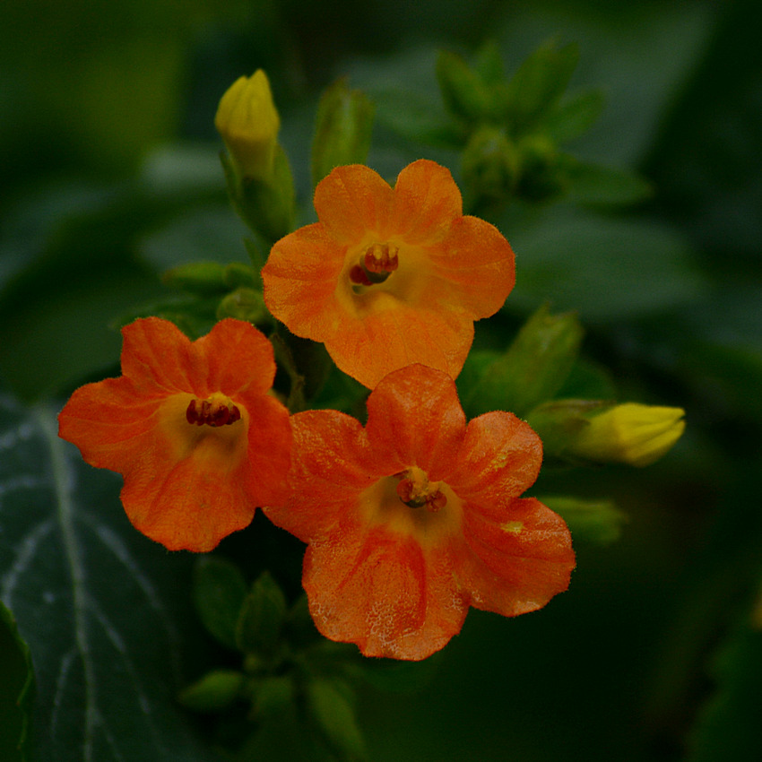 OrangeFlower.jpg