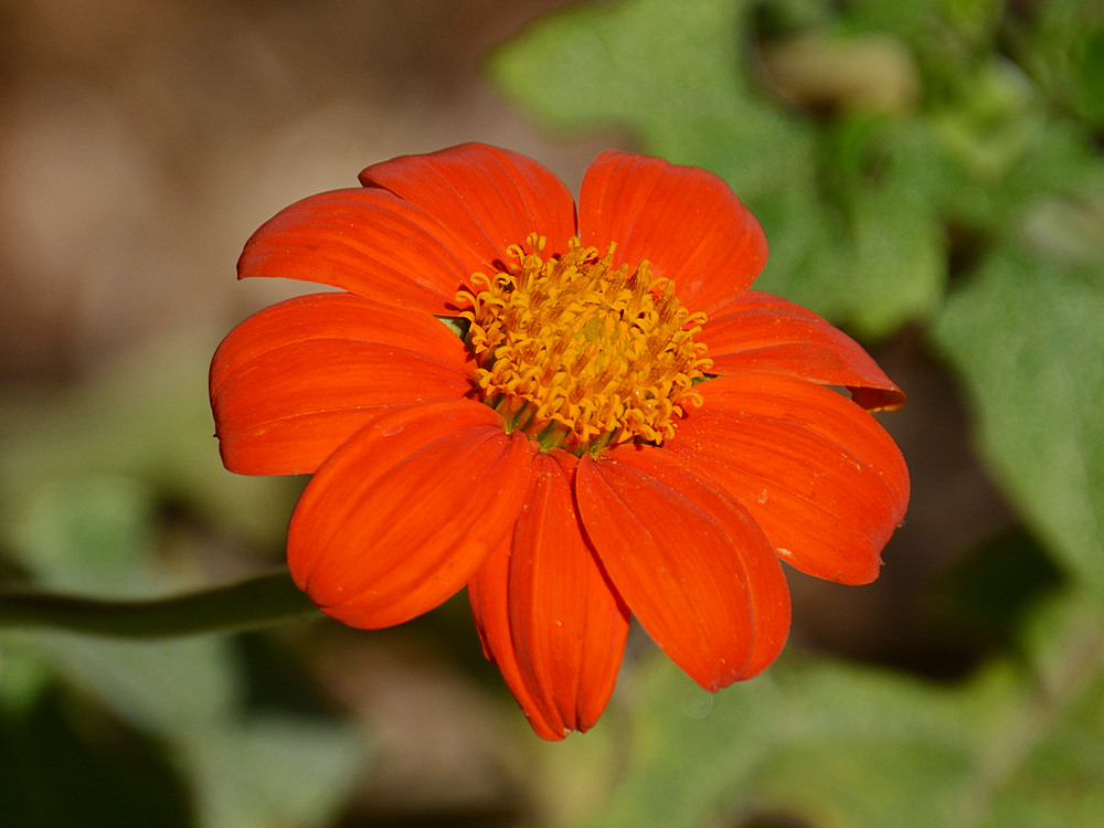 OrangeFlower.jpg