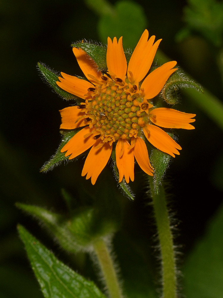 OrangeFlower2.jpg