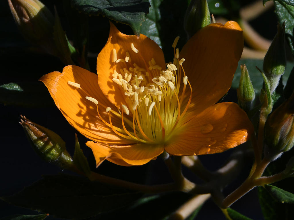 OrangeFlower2.jpg
