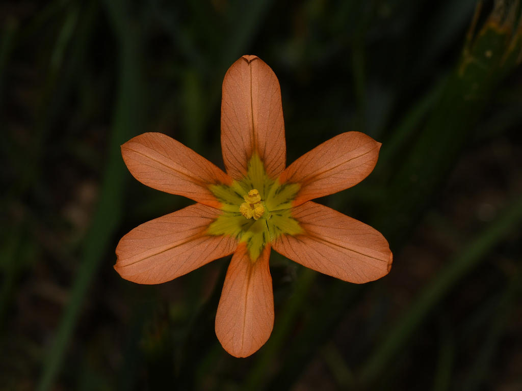 OrangeFlower2.jpg