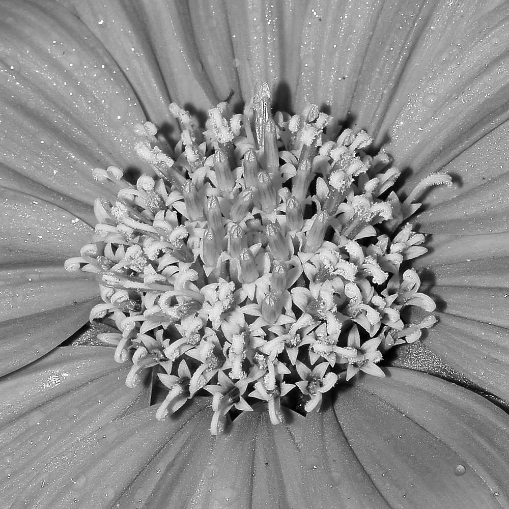 OrangeFlowerBW.jpg