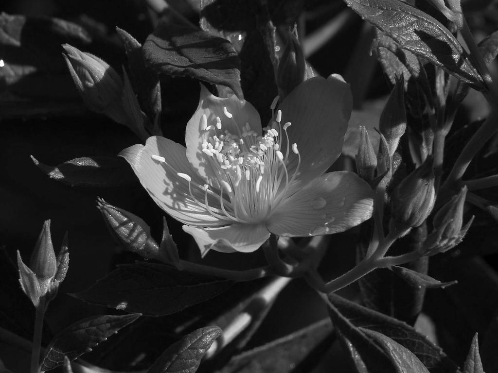 OrangeFlowerBW.jpg