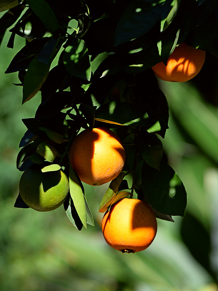 Oranges.jpg