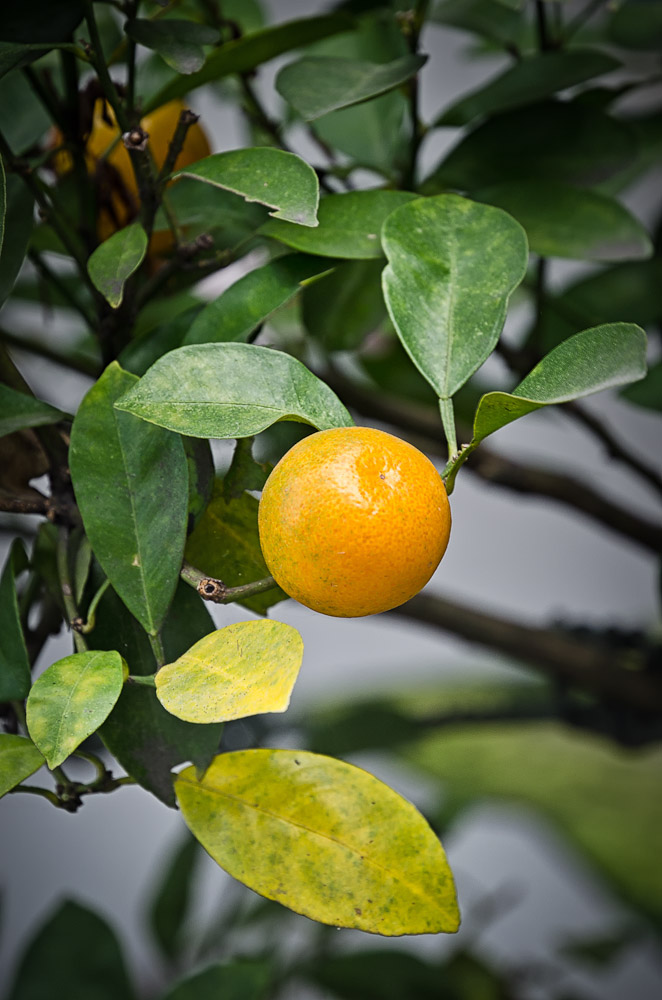 oranges1-1.jpg