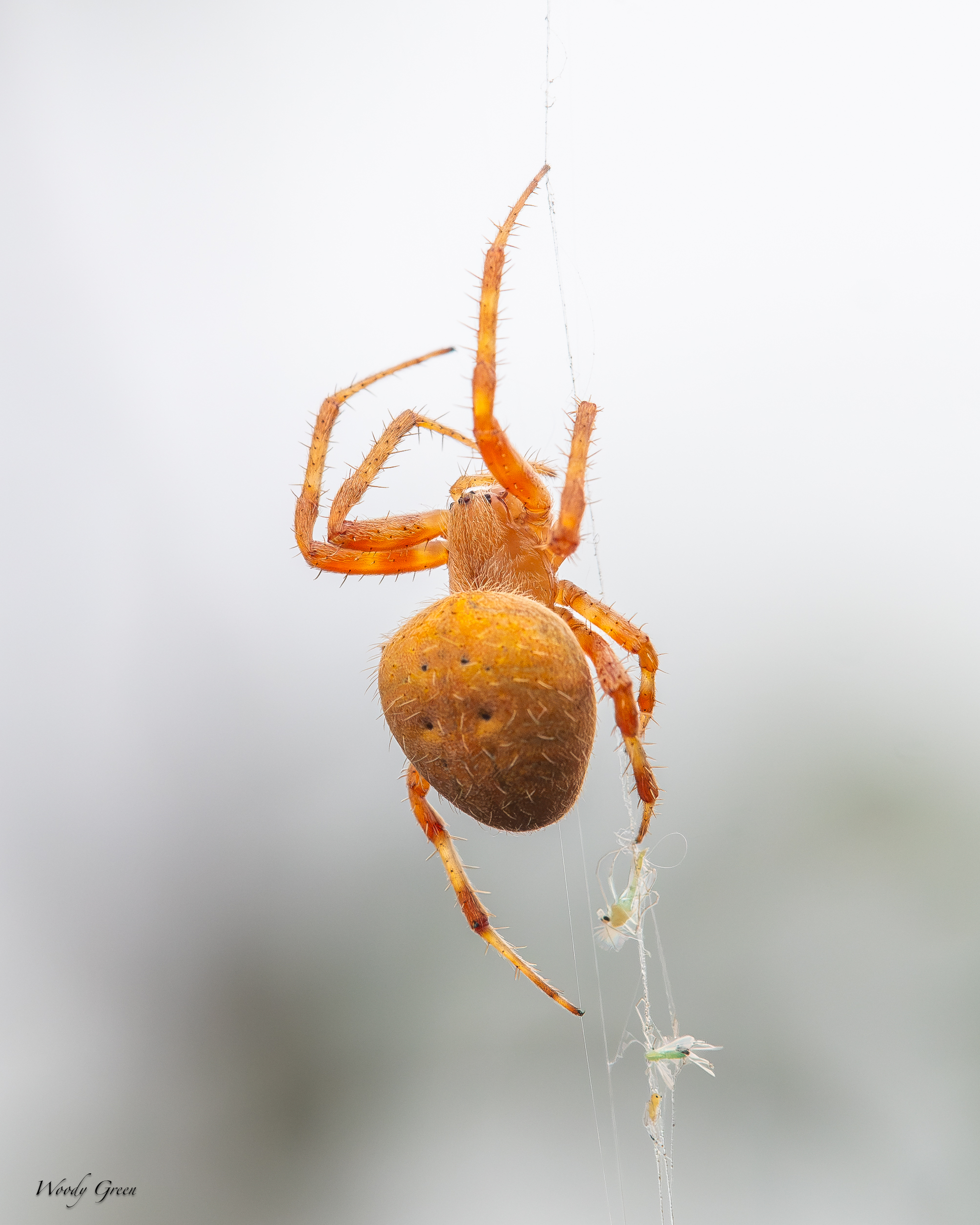 OrangeSpider-736.jpg