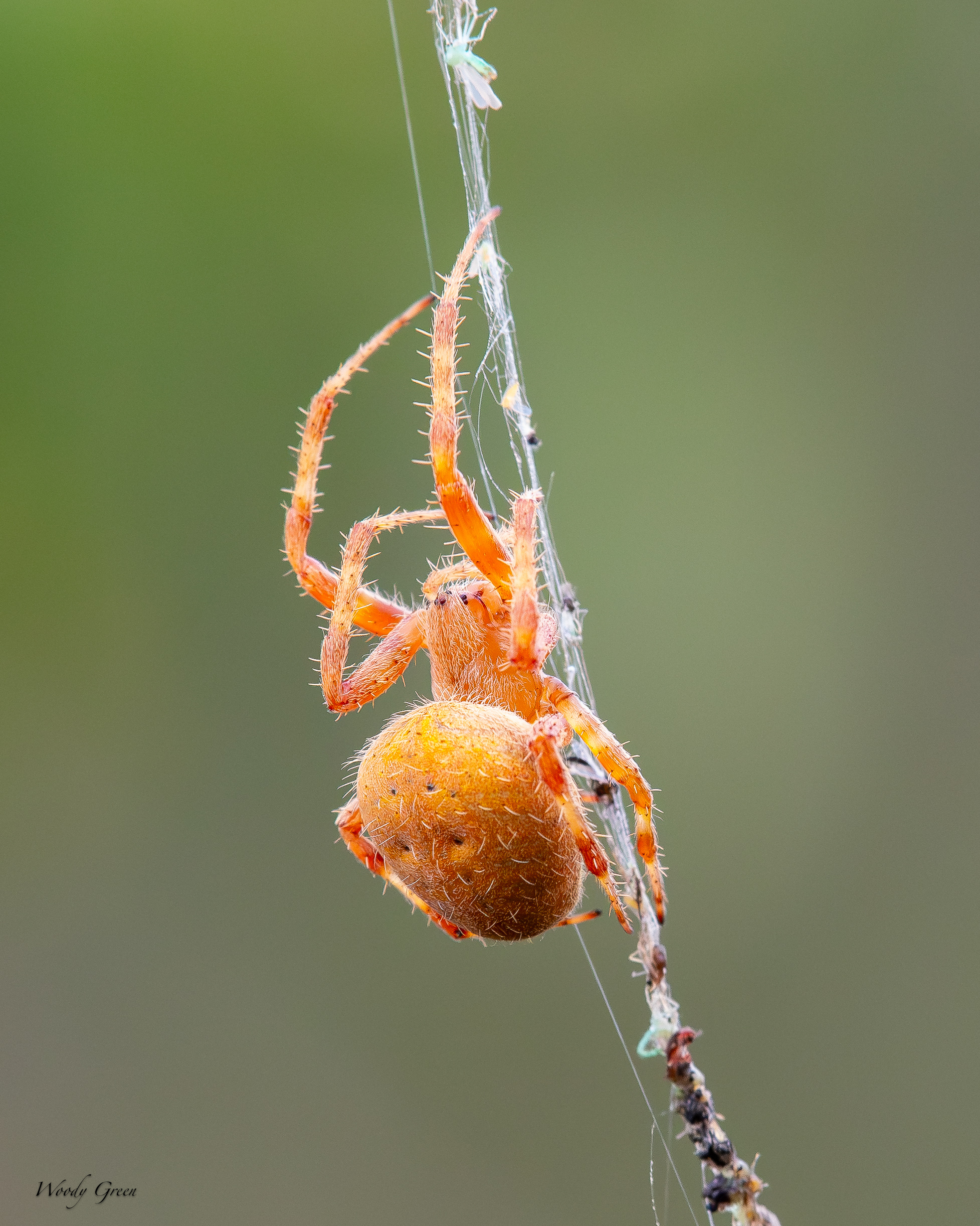 OrangeSpider-737.jpg