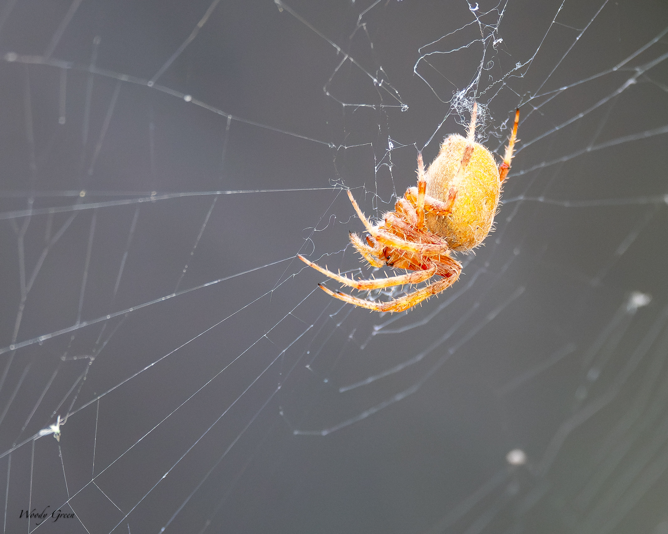 OrangeSpider-738.jpg