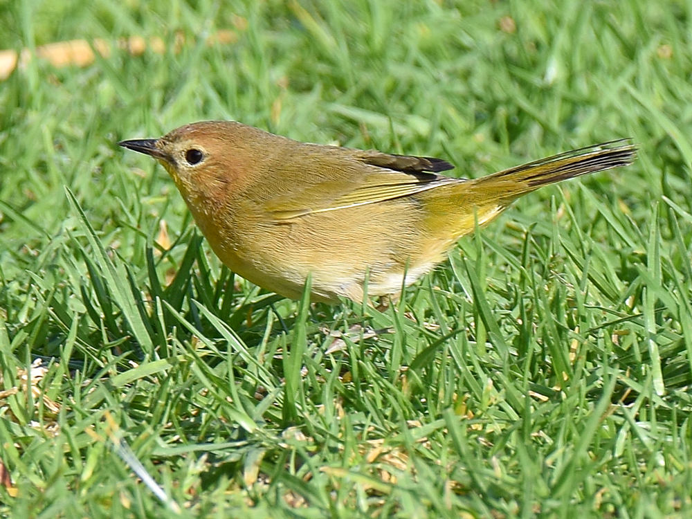 OrangeWarbler.jpg