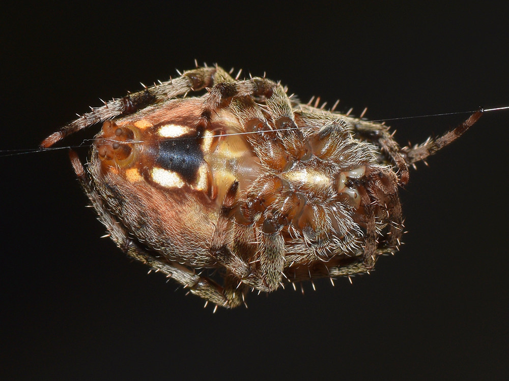 OrbWeaver.jpg