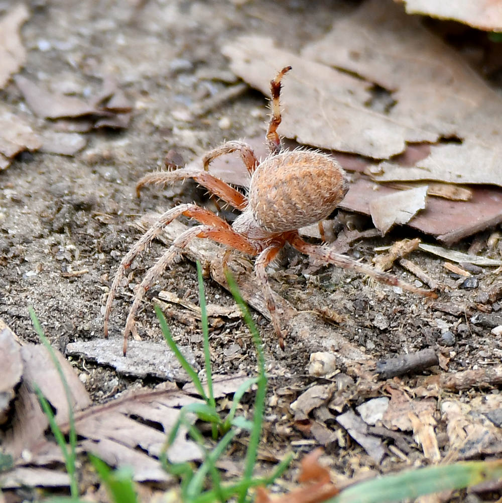 OrbWeaver.jpg
