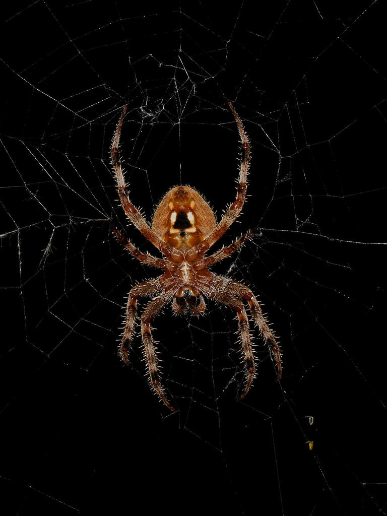 OrbWeaver.jpg