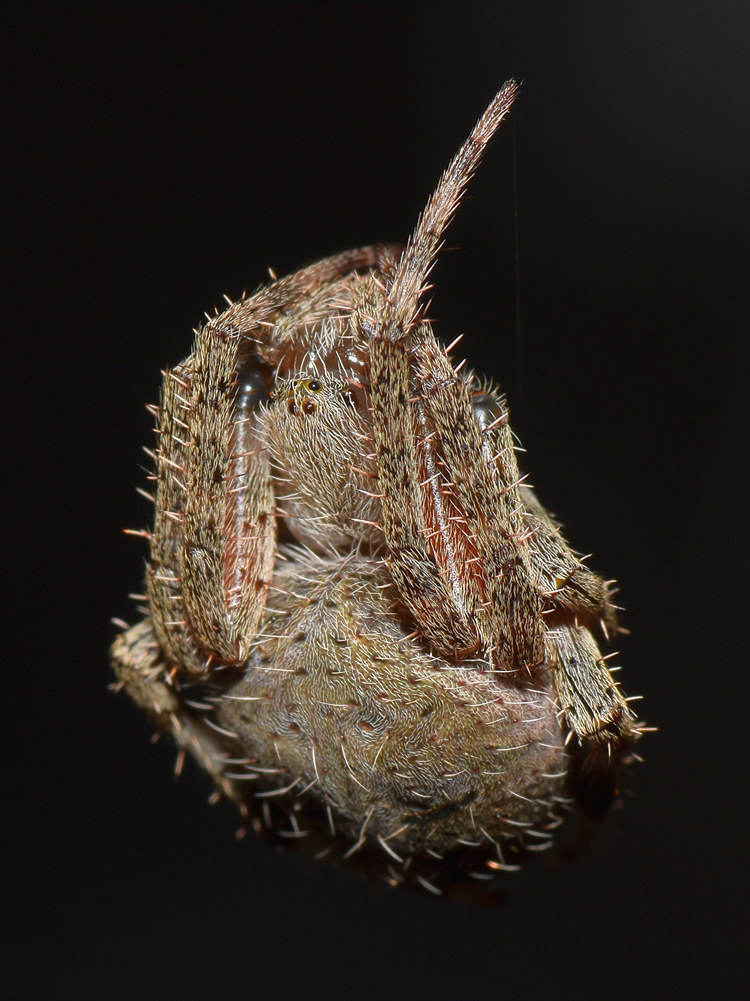 OrbWeaver2.jpg