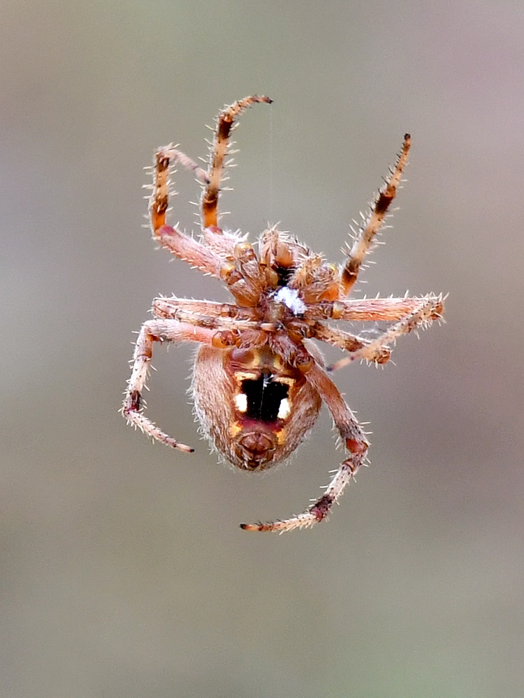 OrbWeaver2.jpg