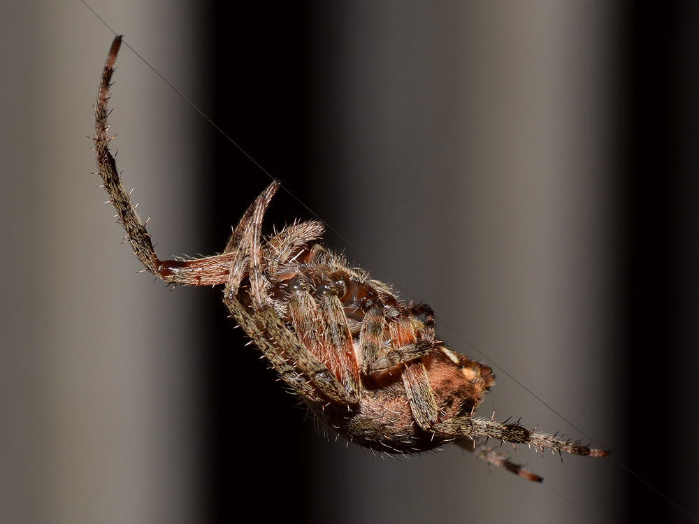 OrbWeaver3.jpg
