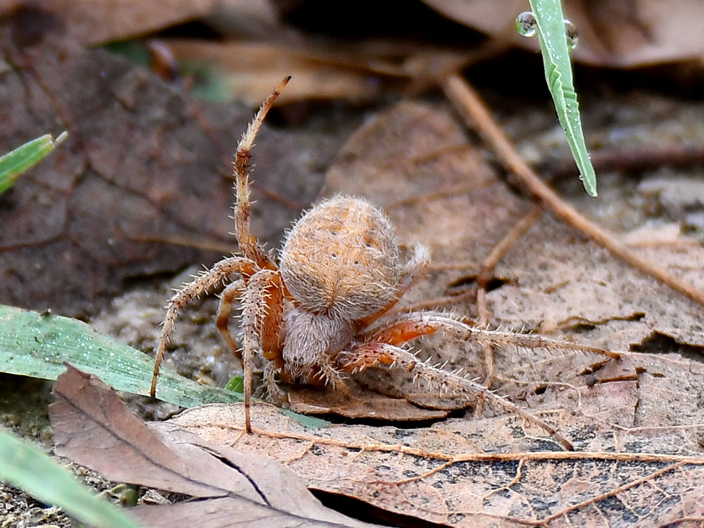 OrbWeaver3.jpg
