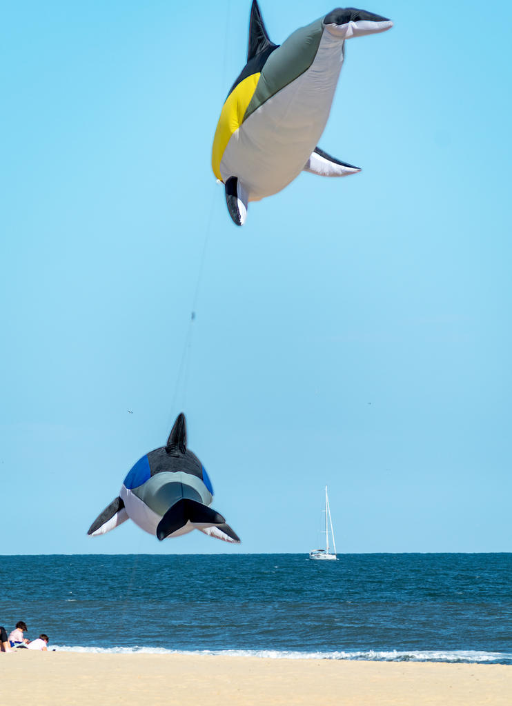 Orca Balloons from behind (1 of 1).jpg