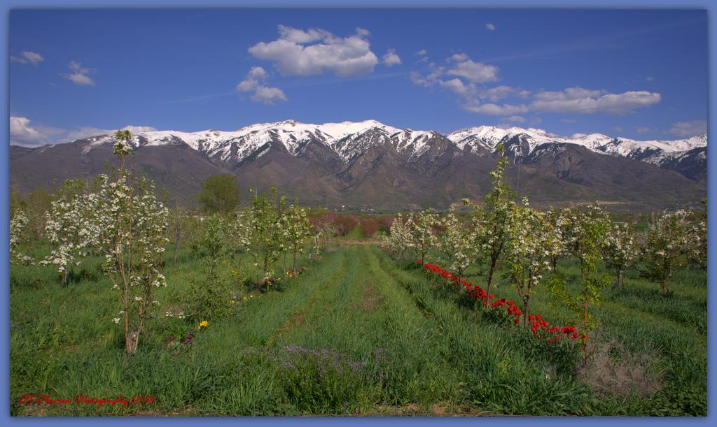 Orchard and Mountain with Snow 4-21-2016.jpg