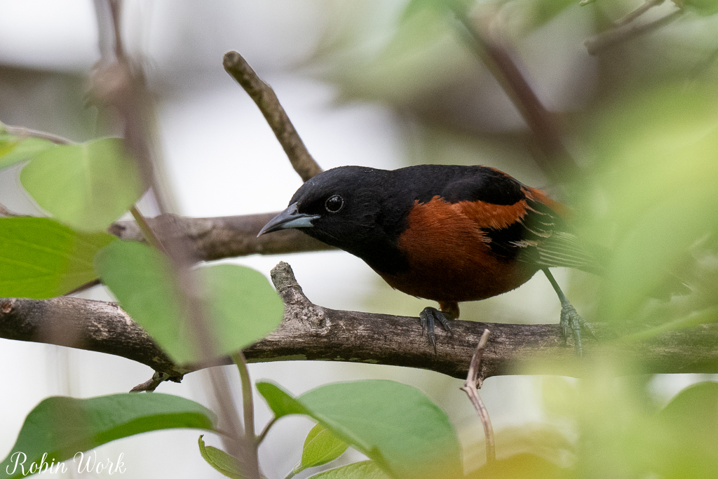 Orchard Oriole-1568.jpg