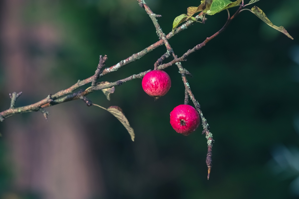 Orchard1.jpg