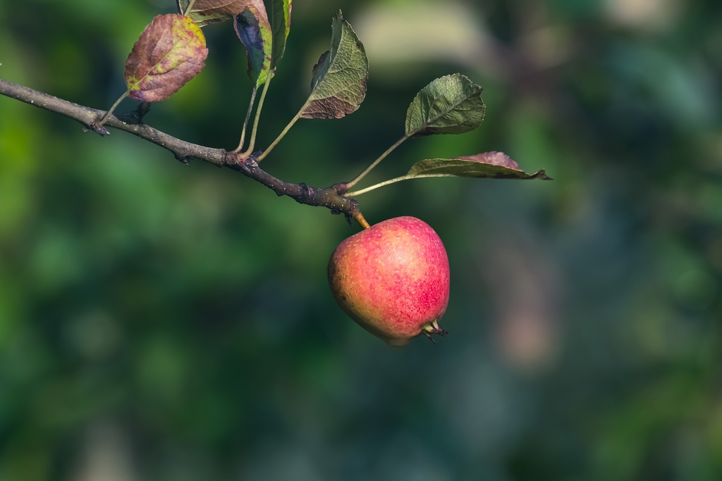 Orchard2.jpg
