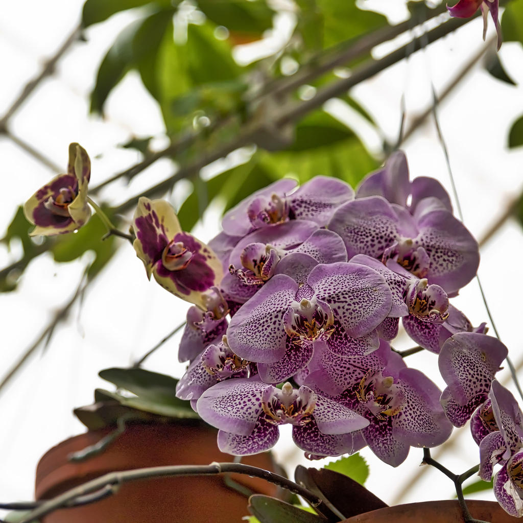 Orchid 1.jpg