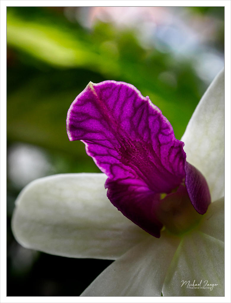 orchid-1.jpg
