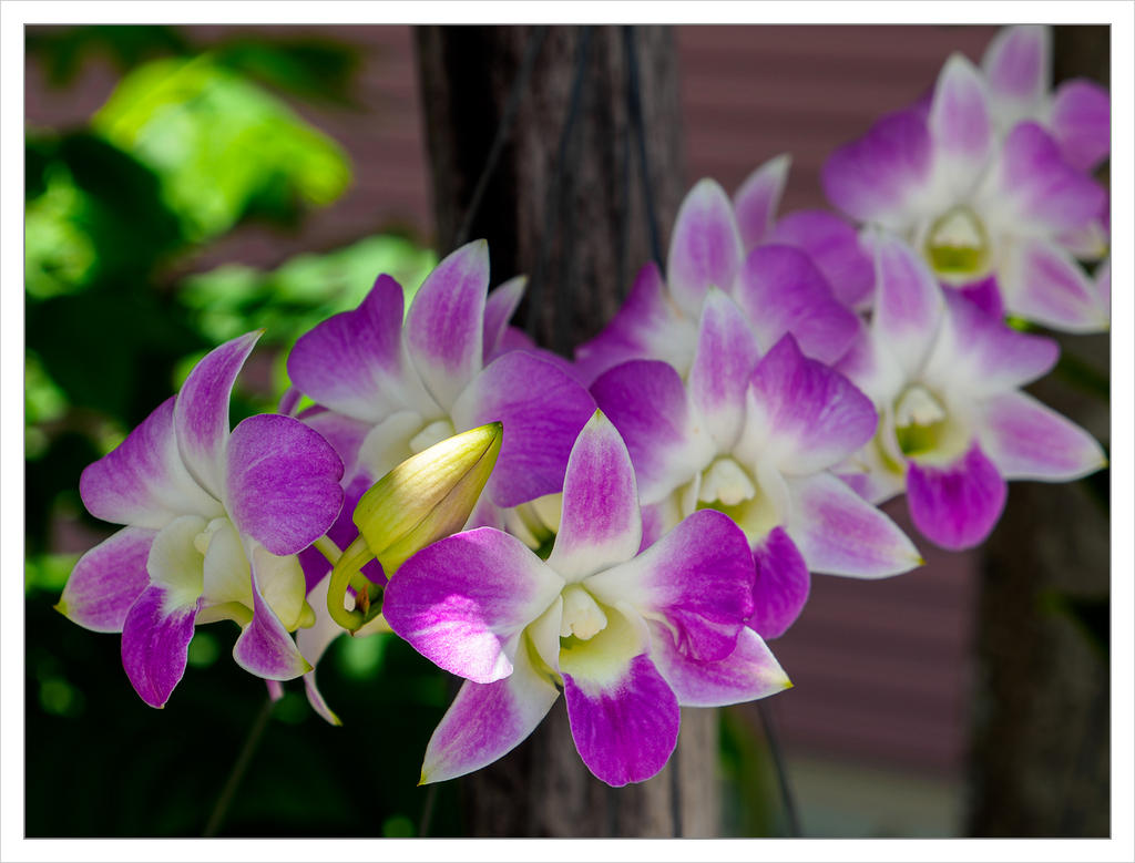 orchid-1.jpg