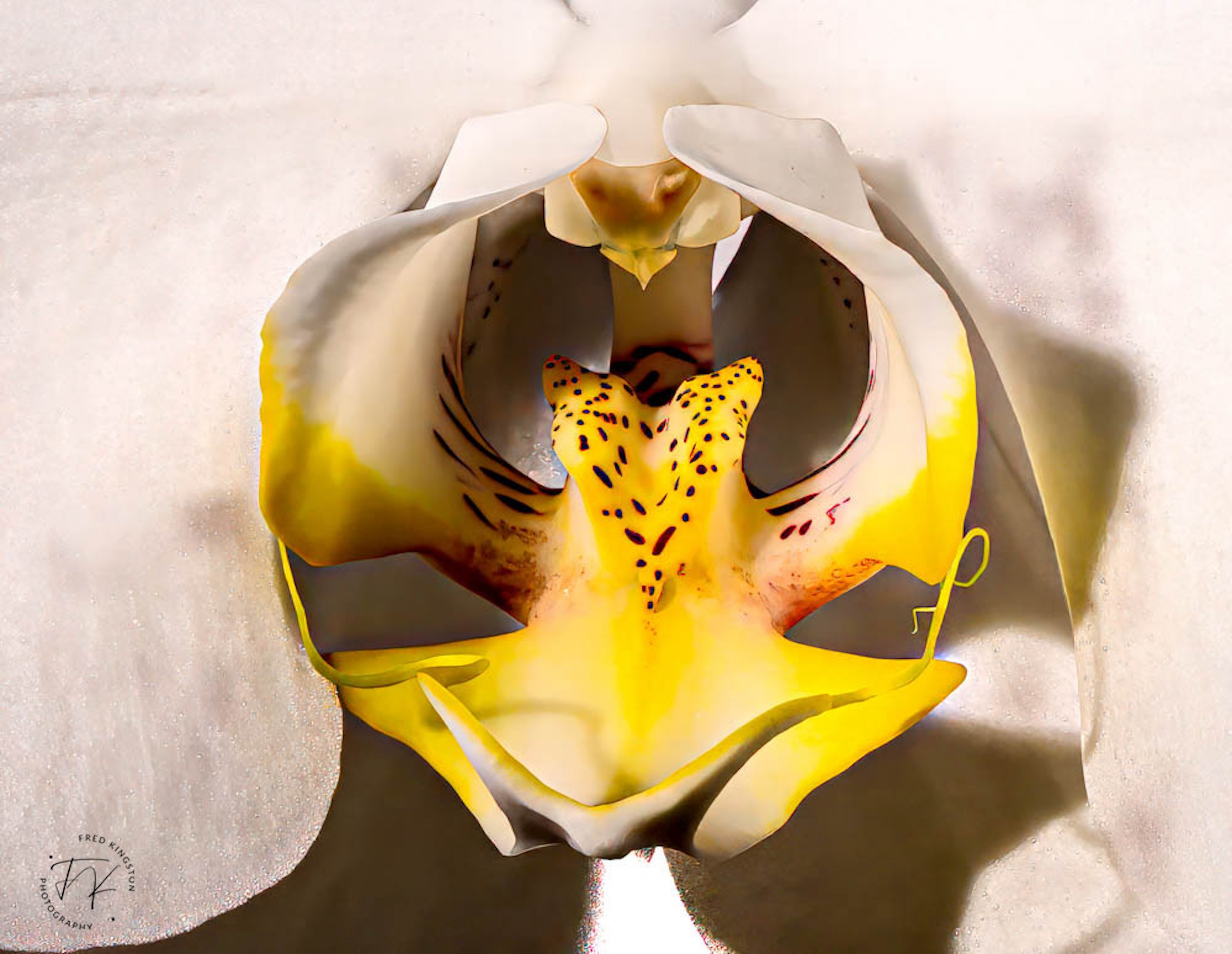 Orchid-1.jpg