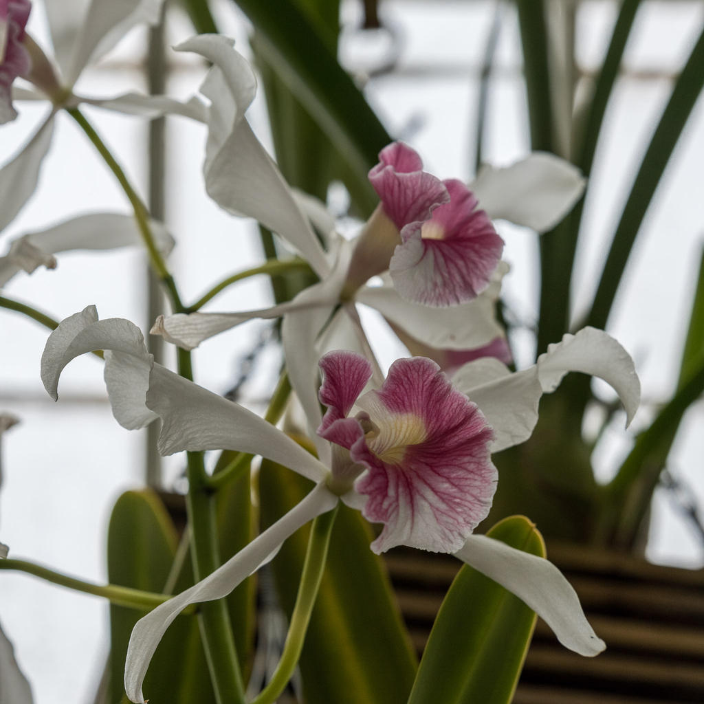Orchid 6.jpg