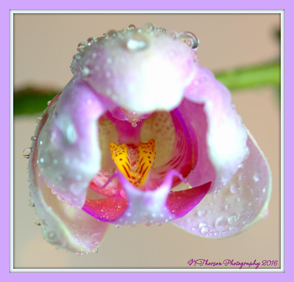 Orchid Bud Close Up 1-6-2016.jpg