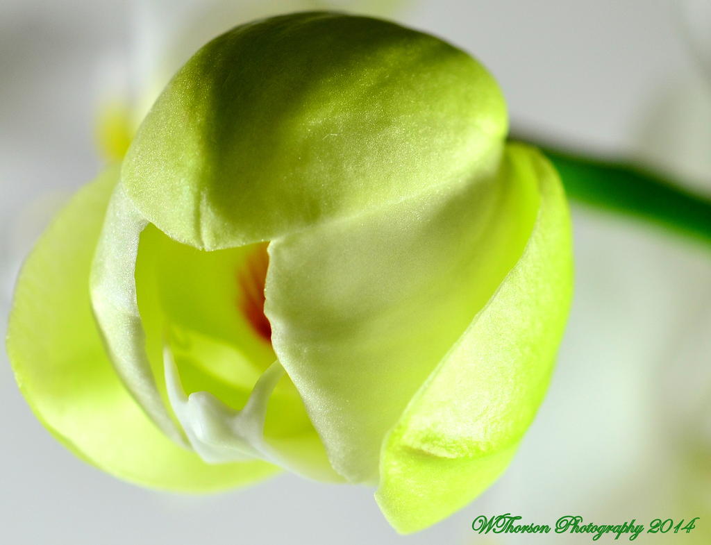Orchid Bud.jpg