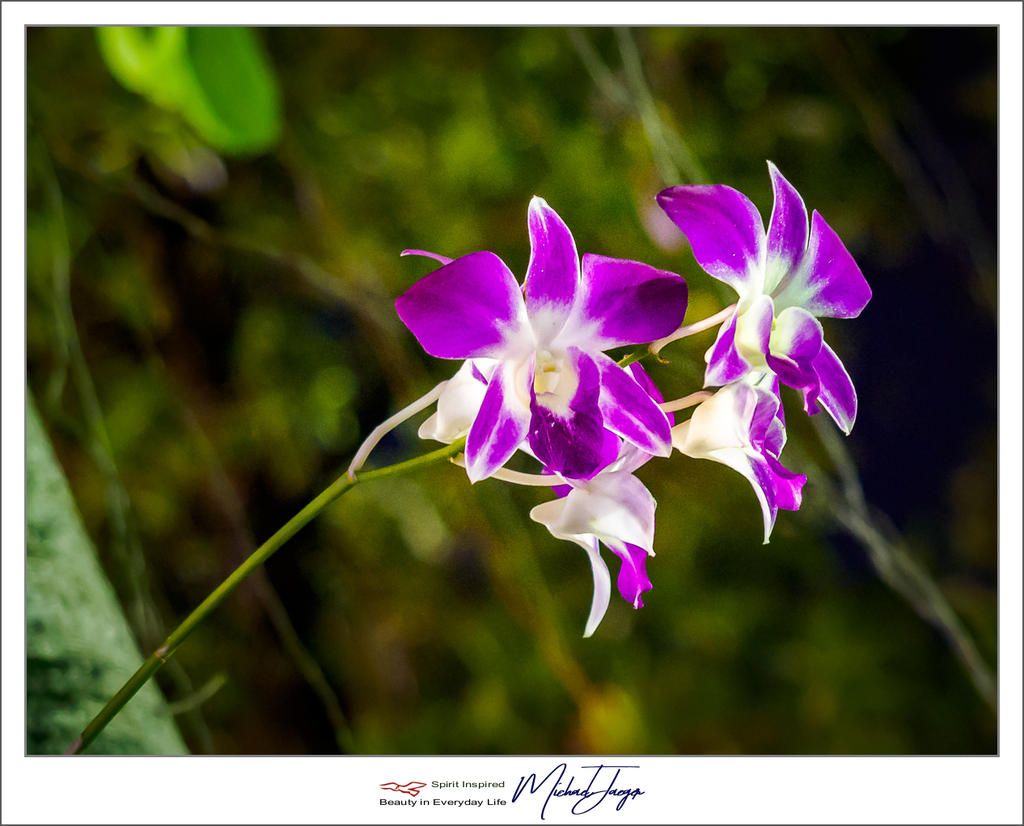 orchid-evening-1.jpg