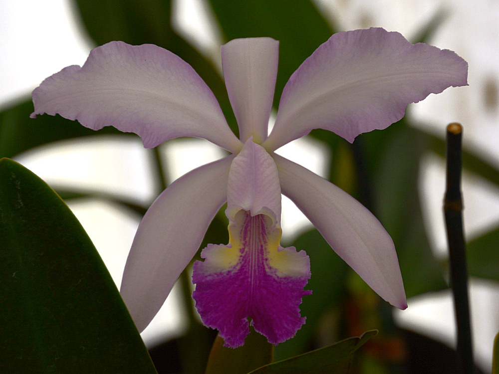 Orchid.jpg