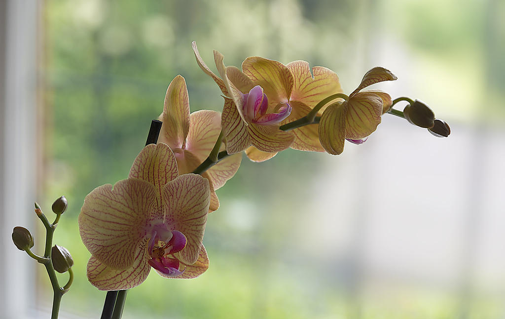 Orchid.jpg