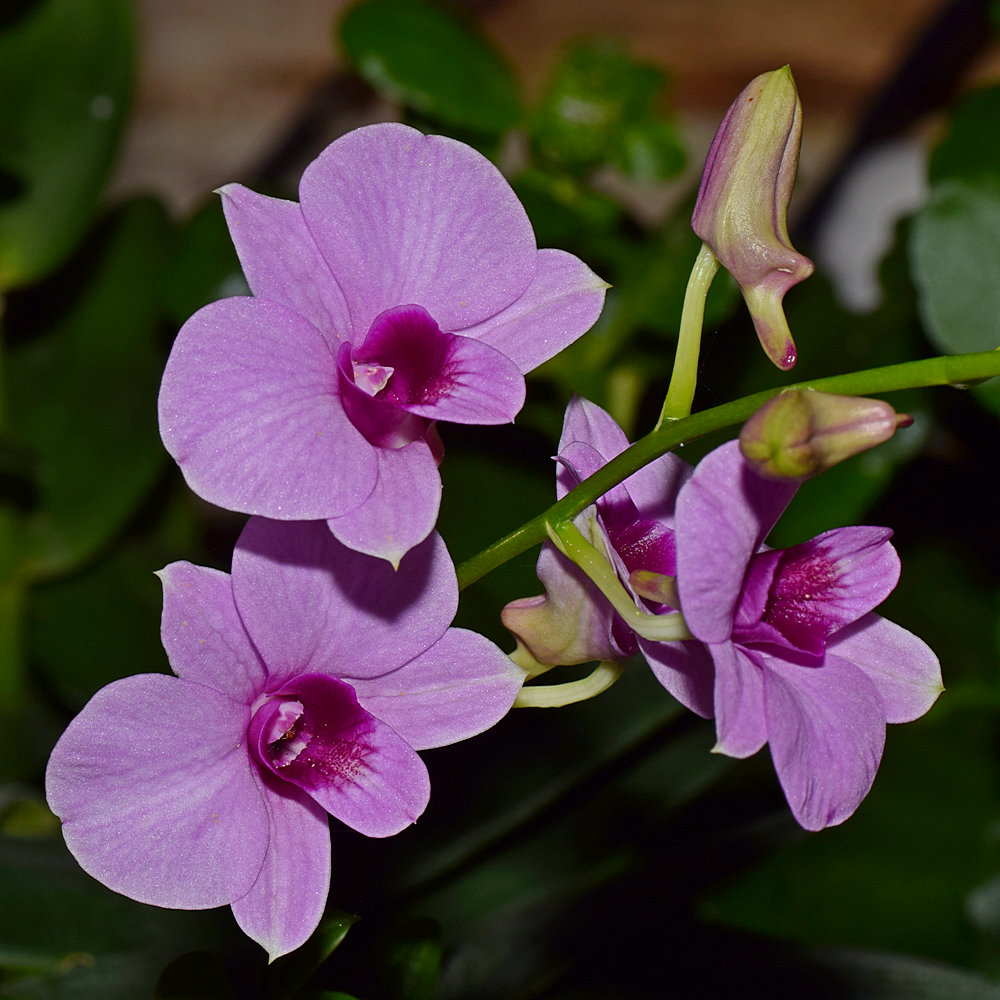 Orchid.jpg
