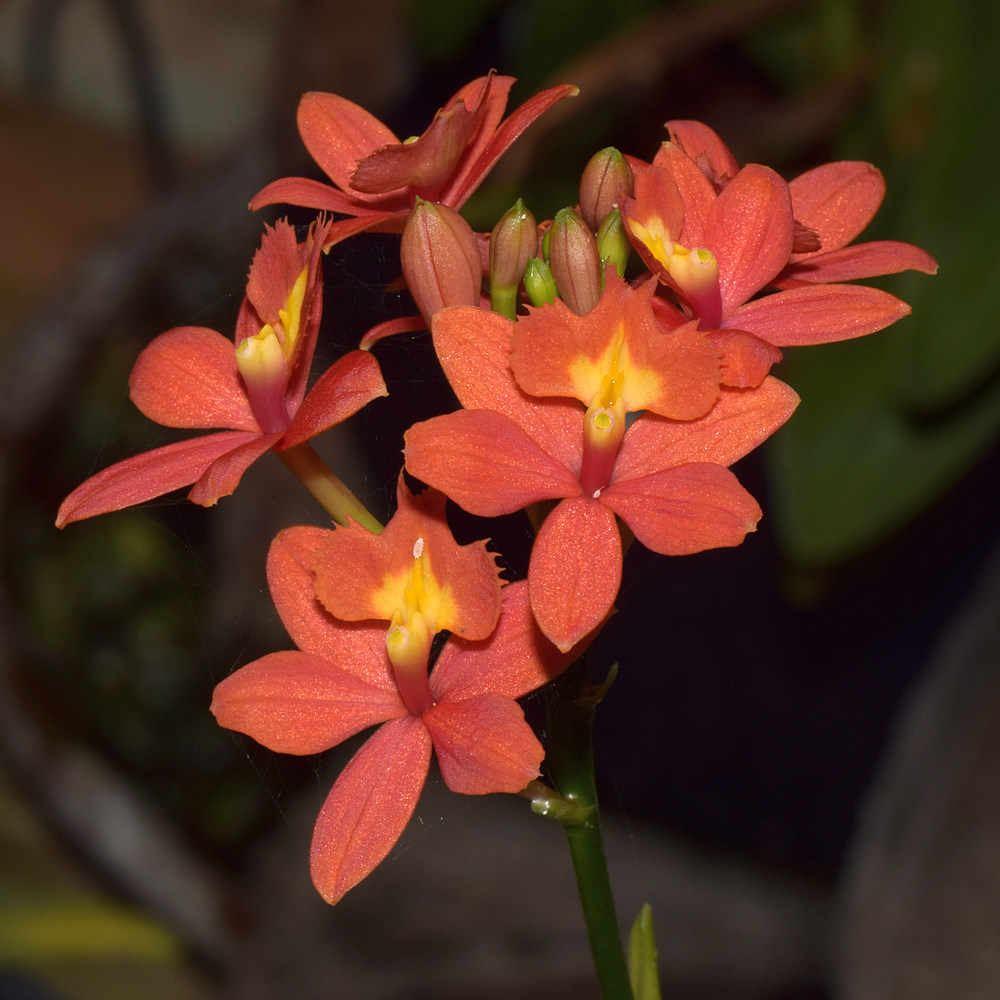Orchid.jpg