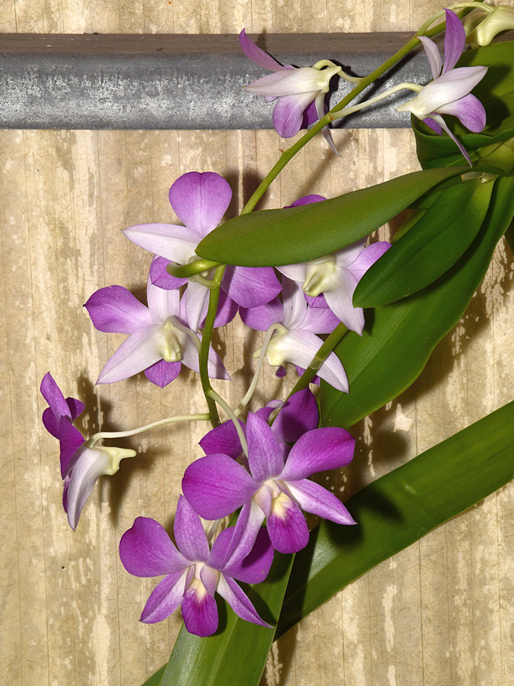 Orchid.jpg