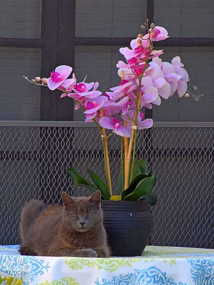 Orchid.jpg