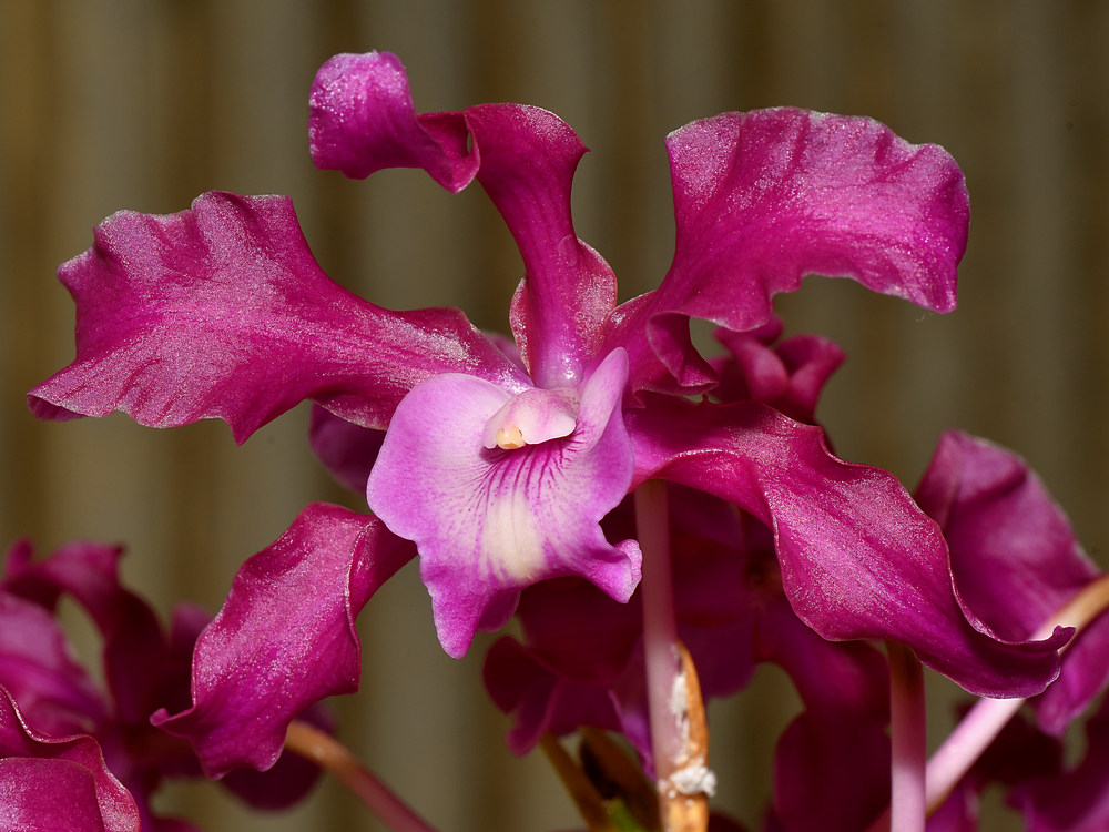 Orchid.jpg