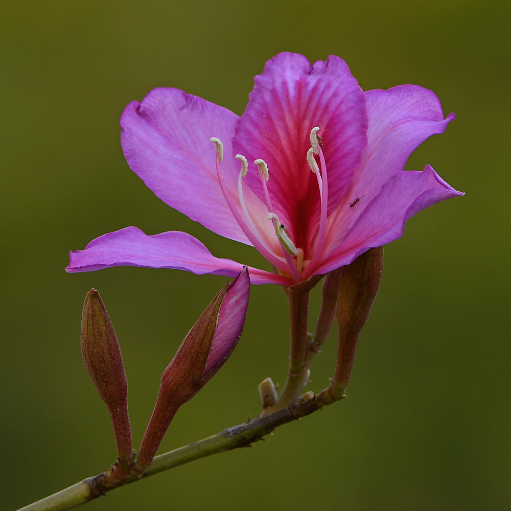 Orchid.jpg