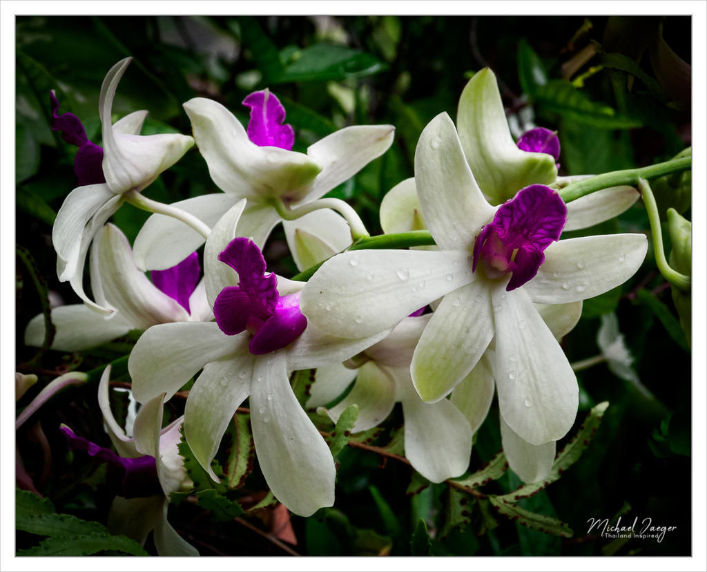 orchid.jpg