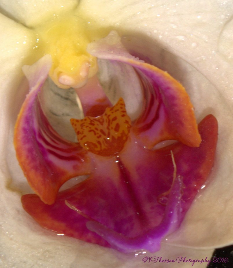 Orchid Macro 11-20-2016.jpg