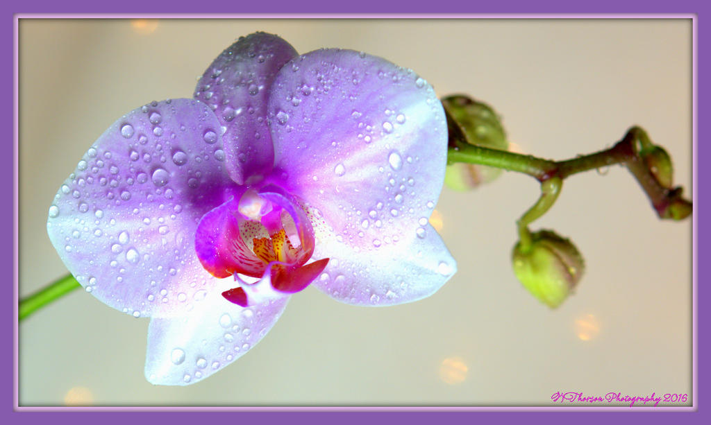 Orchid Open 1-10-2016.jpg