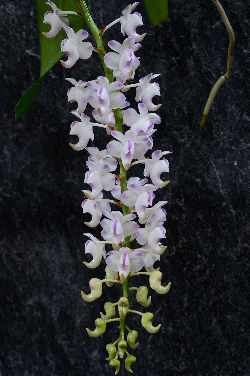 orchid spray.jpg