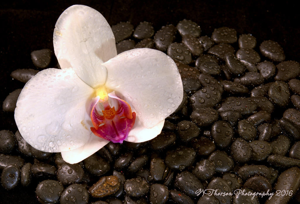 Orchid with Black Rocks 11-20-2016.jpg