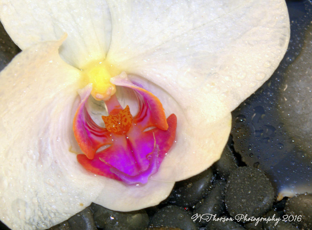 Orchid with Black Rocks #2 11-20-2016.jpg