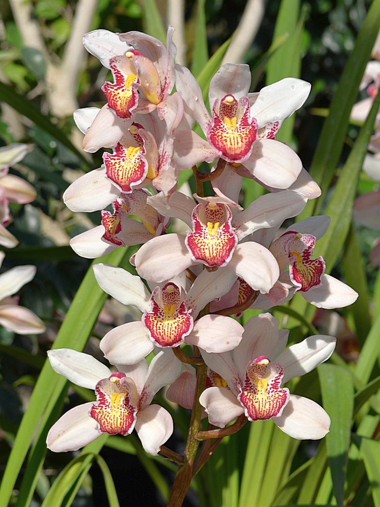 Orchid02Jan2014.jpg