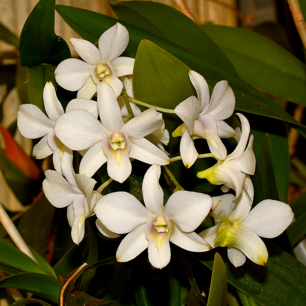 Orchid2.jpg