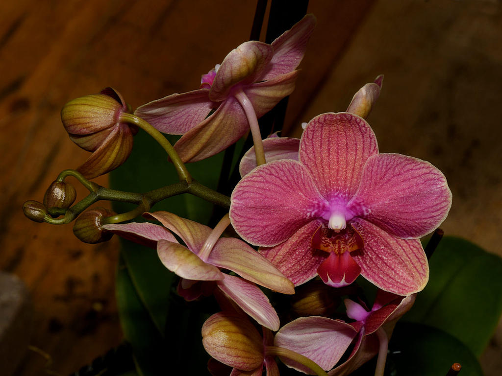 Orchid2.jpg